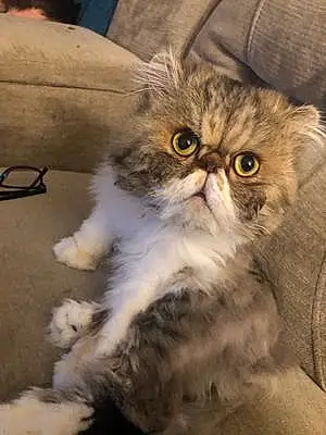 Persian Cat Dexter