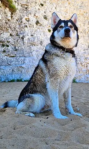 Husky Dog Max