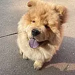 Dog, Carnivore, Whiskers, Companion dog, Dog breed, Road Surface, Snout, Terrestrial Animal, Chow Chow, Working Animal, Canidae, Furry friends, Paw, Non-sporting Group, Ancient Dog Breeds, Puppy, Liver