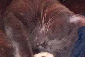 Chartreux Cat Mavis