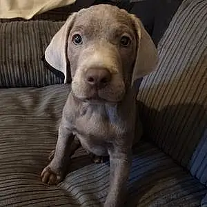 Name Labrador Retriever Dog Cesar