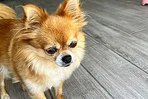 Name Chihuahua Dog Gismo