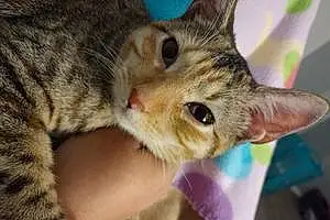 Name American Wirehair Cat Astrid