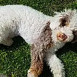 Dog, Water Dog, Carnivore, Dog breed, Companion dog, Grass, Poodle, Snout, Plant, Terrier, Canidae, Dog Collar, Terrestrial Animal, Furry friends, Circle, Tail, Non-sporting Group, Maltepoo