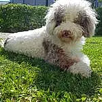 Plant, Dog, Dog breed, Carnivore, Water Dog, Companion dog, Grass, Poodle, Groundcover, Snout, Terrier, Toy Dog, Canidae, Shrub, Garden, Tail, Small Terrier, Maltepoo, Working Animal