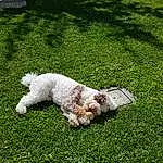 Dog, Plant, Carnivore, Dog breed, Grass, Companion dog, Groundcover, Water Dog, Toy Dog, Lawn, Tail, Terrier, Grassland, Canidae, Pasture, Cockapoo, Poodle, Labradoodle