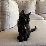 Cat, Felidae, Carnivore, Comfort, Small To Medium-sized Cats, Grey, Whiskers, Tail, Black cats, Dog breed, Domestic Short-haired Cat, Linens, Bombay, Furry friends, Room, Hardwood, Cat Supply, Havana Brown