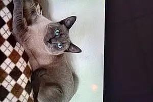 Name Russian Blue Cat Freddie