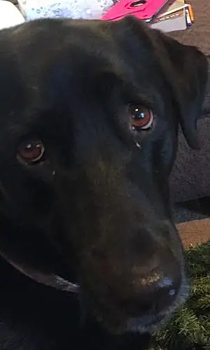 Name Labrador Retriever Dog Bullet
