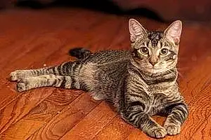 Name American Shorthair Cat Frankie