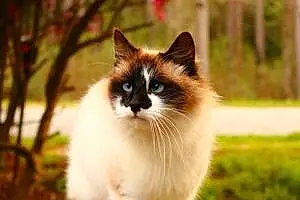 Name Ragdoll Cat Arwen