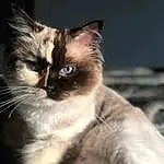 Cat, Siamese, Felidae, Carnivore, Small To Medium-sized Cats, Fawn, Whiskers, Snout, Thai, Furry friends, Terrestrial Animal, Birman, Darkness, Tail, Domestic Short-haired Cat