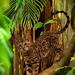 Name Bengal Cat Bentley
