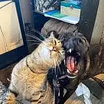 Cat, Felidae, Small To Medium-sized Cats, Carnivore, Gesture, Window, Whiskers, Fawn, Roar, Fang, Snout, Tail, Domestic Short-haired Cat, Paw, Furry friends, Canidae, Claw, Yawn, Comfort