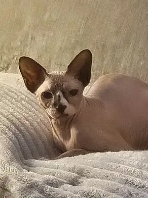 Sphynx Cat Dobby