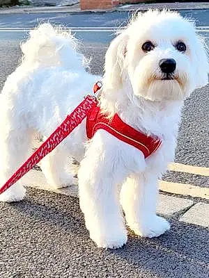 Name Maltese Dog Cody