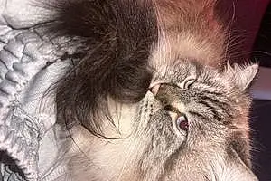 Persian Cat Freya