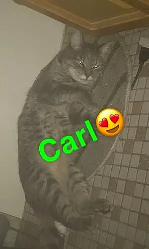 Name  Other Cat Carl