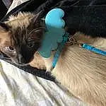 Cat, Felidae, Carnivore, Iris, Whiskers, Collar, Small To Medium-sized Cats, Fawn, Siamese, Snout, Comfort, Balinese, Electric Blue, Tail, Close-up, Furry friends, Thai, Domestic Short-haired Cat, Pet Supply, Leash