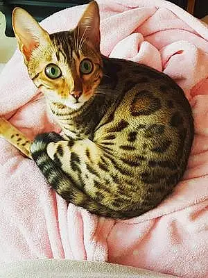 Name Bengal Cat Ceecee