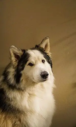 Name Alaskan Malamute Dog Echo