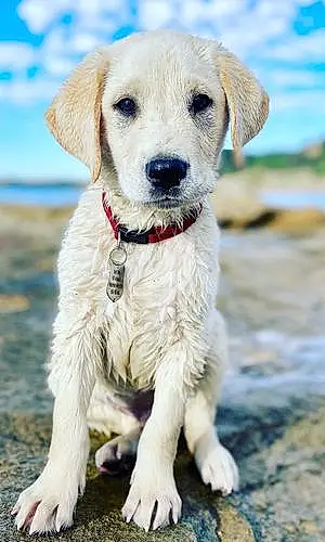 Name Labrador Retriever Dog Fynn