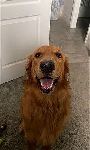 Name Golden Retriever Dog Anakin
