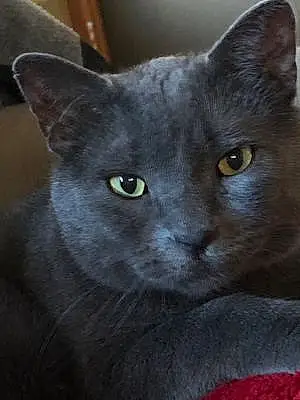 Russian Blue Cat Grey