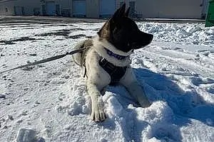 Winter American Akita Dog Luna