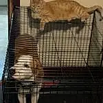 Cat, Felidae, Pet Supply, Small To Medium-sized Cats, Carnivore, Fawn, Whiskers, Wood, Animal Shelter, Snout, Cage, Tail, Kennel, Service, Domestic Short-haired Cat, Furry friends, Mesh, Cat Supply, Metal