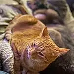 Head, Cat, Eyes, Felidae, Carnivore, Small To Medium-sized Cats, Ear, Comfort, Whiskers, Fawn, Wood, Snout, Plant, Close-up, Tail, Terrestrial Animal, Wrinkle, Domestic Short-haired Cat, Paw