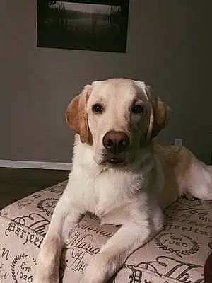 Name Labrador Retriever Dog Charley