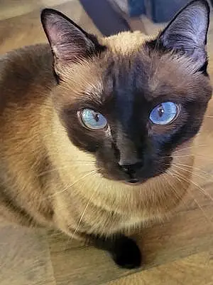 Siamese Cat Rezy Blue