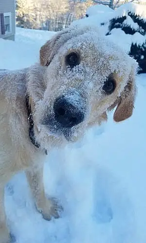 Winter Labrador Retriever Dog Revis Mangold Pelletier