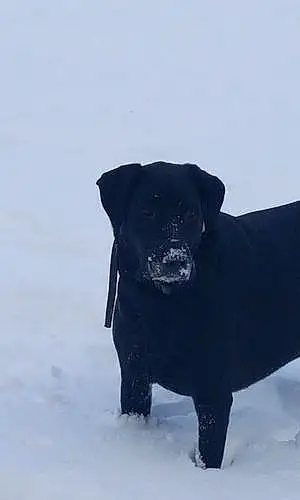Winter Labrador Retriever Dog Shae