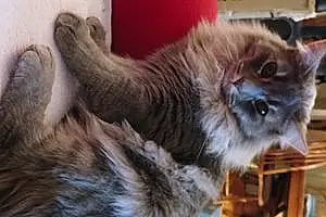 Name Siberian Cat Gizmo