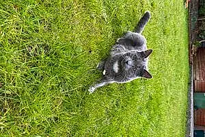 European Shorthair Cat Ferne