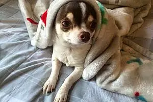 Name Chihuahua Dog Chiko