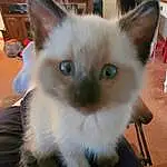 Cat, Eyes, Siamese, Felidae, Carnivore, Small To Medium-sized Cats, Fawn, Whiskers, Thai, Balinese, Musical Instrument, Tail, Snout, Birman, Domestic Short-haired Cat, Furry friends, Tonkinese, Pet Supply, Ragdoll
