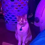 Cat, Plant, Felidae, Purple, Blue, Carnivore, Small To Medium-sized Cats, Pink, Violet, Whiskers, Fawn, Red, Magenta, Electric Blue, Chair, Entertainment, Tail, Pattern, Furry friends, Formal Wear