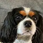 Dog, Carnivore, Dog breed, Liver, King Charles Spaniel, Cavalier King Charles Spaniel, Companion dog, Whiskers, Spaniel, Toy Dog, Snout, Door, Working Animal, Furry friends, Bored, Canidae, Dog Supply, Puppy, Working Dog