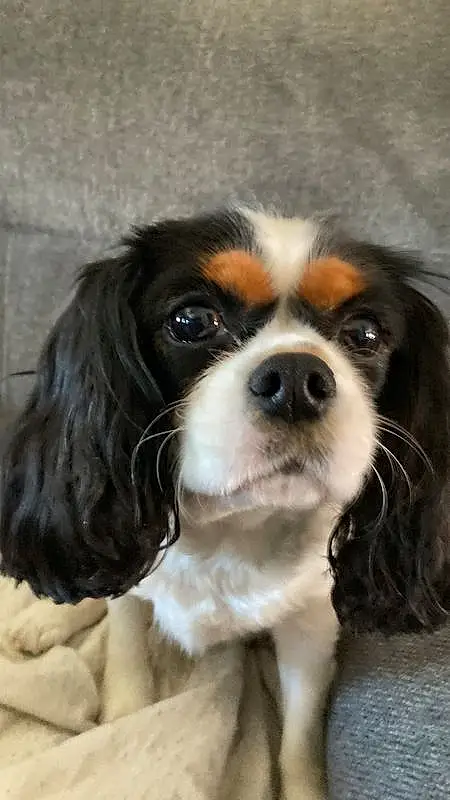 Dog, Carnivore, Dog breed, Liver, King Charles Spaniel, Cavalier King Charles Spaniel, Companion dog, Whiskers, Spaniel, Toy Dog, Snout, Door, Working Animal, Furry friends, Bored, Canidae, Dog Supply, Puppy, Working Dog