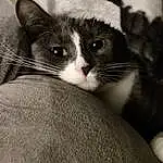 Cat, Eyes, Carnivore, Felidae, Grey, Whiskers, Comfort, Small To Medium-sized Cats, Snout, Furry friends, Domestic Short-haired Cat, Black & White, Tail, Paw, Monochrome