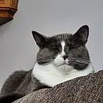 Cat, Eyes, Carnivore, Felidae, Grey, Whiskers, Small To Medium-sized Cats, Snout, Tail, Wood, Comfort, Paw, Domestic Short-haired Cat, Furry friends, Hardwood, Black & White, Room, Monochrome, Canidae