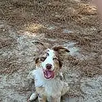 Dog, Carnivore, Dog breed, Companion dog, Snout, Terrestrial Animal, Canidae, Soil, Working Dog, Working Animal, Paw, Furry friends, Street dog, Tail