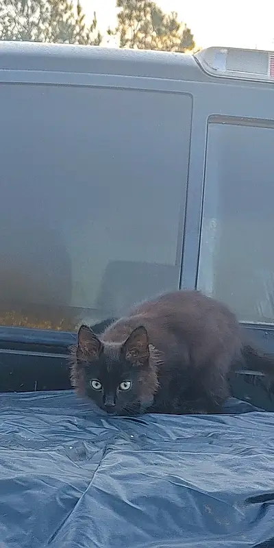 Cat, Carnivore, Grey, Fawn, Felidae, Whiskers, Small To Medium-sized Cats, Window, Tail, Snout, Furry friends, Domestic Short-haired Cat, Automotive Lighting, Windshield, Vehicle, Comfort, Glass, Windscreen Wiper, Terrestrial Animal