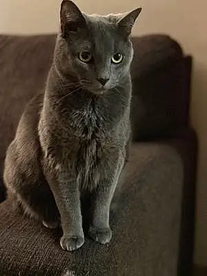 Chartreux Cat Misu