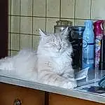 Cat, Carnivore, Cabinetry, Plastic Bottle, Gas, Whiskers, Felidae, Bottle, Drawer, Shelf, Small To Medium-sized Cats, Furry friends, Water Bottle, Refrigerator, Room, British Longhair, Tail, Shelving, Kitchen Appliance, Glass