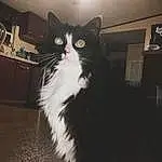 Cat, Felidae, Lighting, Carnivore, Small To Medium-sized Cats, Grey, Whiskers, Window, Snout, Tail, Domestic Short-haired Cat, Furry friends, Darkness, Formal Wear, Black & White, Comfort, Paw, Monochrome, Plant