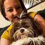 Hair, Dog, Eyes, Carnivore, Dog breed, Ear, Liver, Working Animal, Companion dog, Comfort, Fawn, Toy Dog, Shih Tzu, Snout, Surfer Hair, Blond, Happy, Canidae, Brown Hair